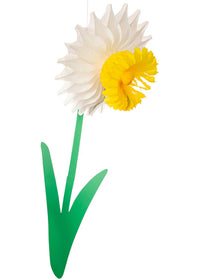 Hester & Cook Large Honeycomb Daffodil