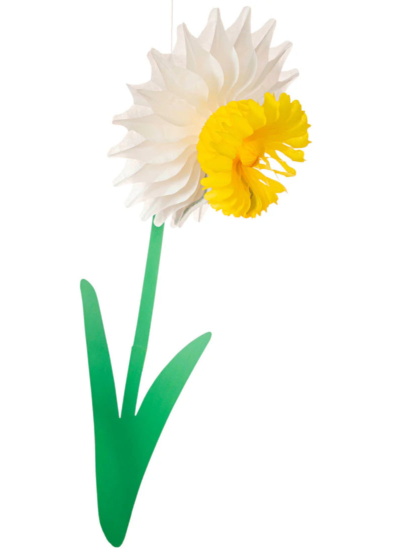 Hester & Cook Large Honeycomb Daffodil