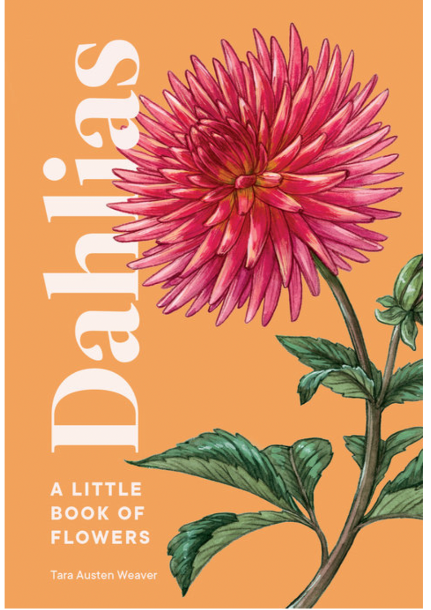 Dahlias