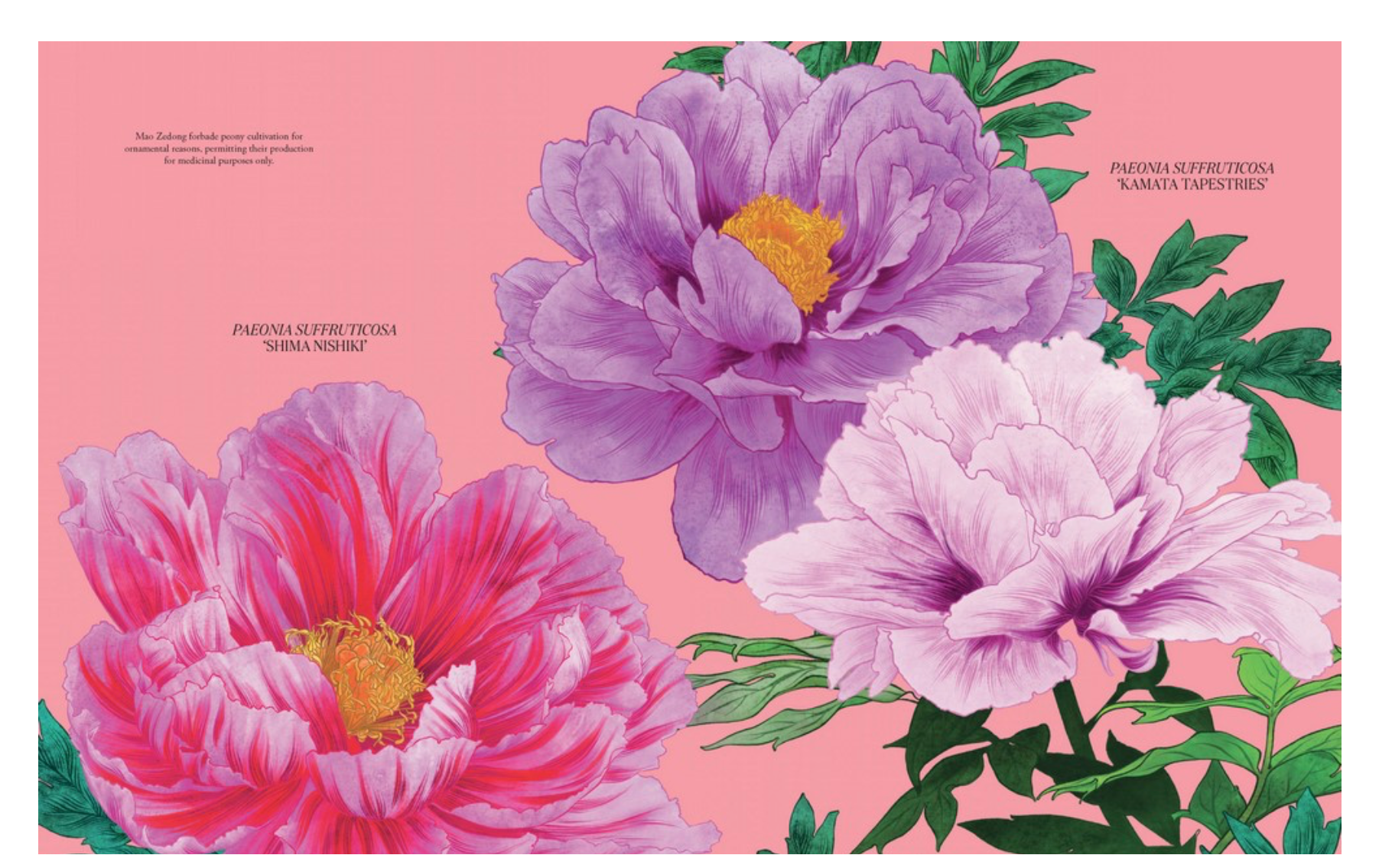 Petal