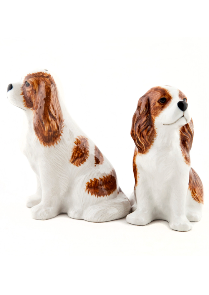 CKC Spaniel Salt & Pepper
