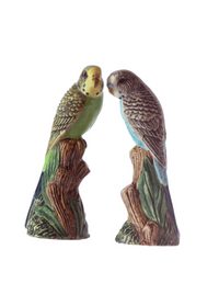 Budgerigar Salt & Pepper
