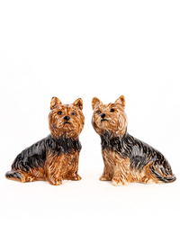 Yorkshire Terrier Salt & Pepper