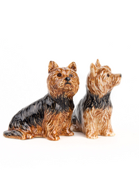 Yorkshire Terrier Salt & Pepper