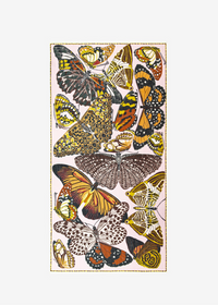 Collection of butterflies on a white background