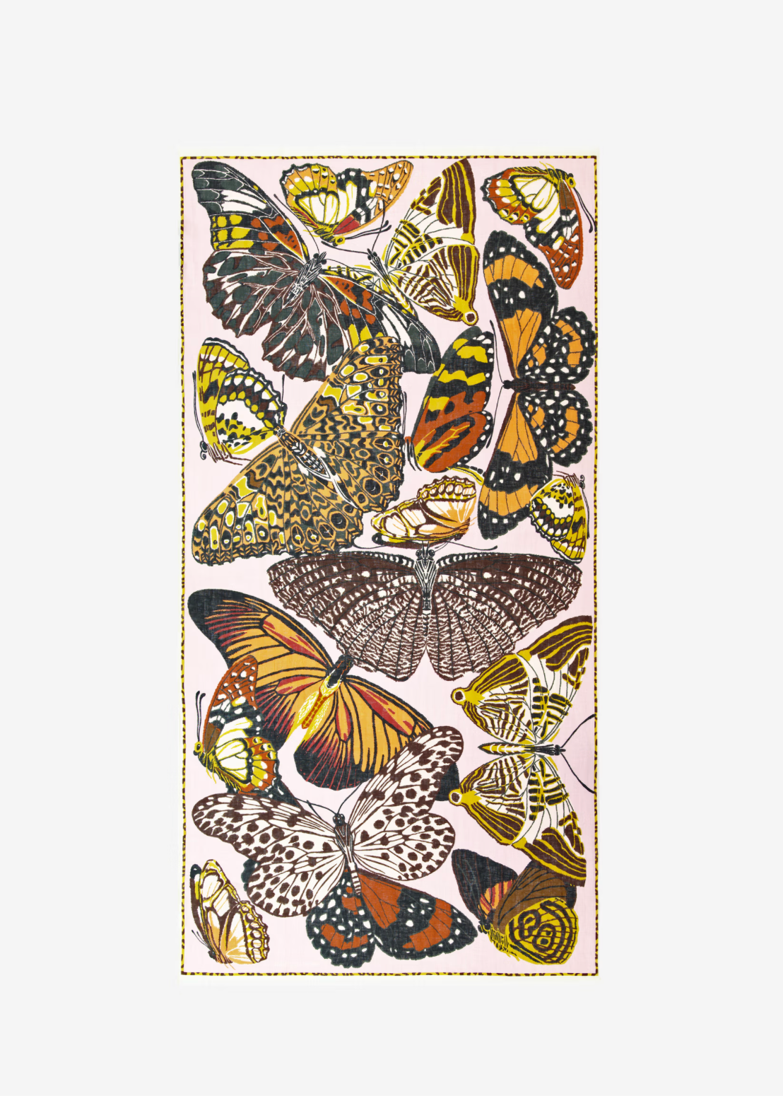 Collection of butterflies on a white background